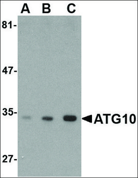 Anti-ATG10 antibody produced in rabbit affinity isolated antibody, buffered aqueous solution