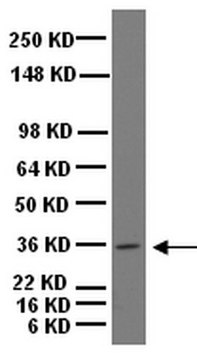 Anti-Musashi-1 Antibody Chemicon&#174;, from rabbit