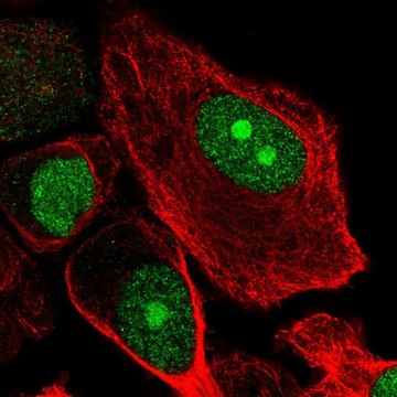 Anti-RBBP5 antibody produced in rabbit Prestige Antibodies&#174; Powered by Atlas Antibodies, affinity isolated antibody