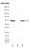 抗雌激素受体α抗体 from rabbit, purified by affinity chromatography