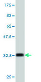Monoclonal Anti-COX6C antibody produced in mouse clone S51, purified immunoglobulin, buffered aqueous solution
