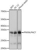 Anti-PRKRA/PACT Antibody, clone 2W2E10, Rabbit Monoclonal
