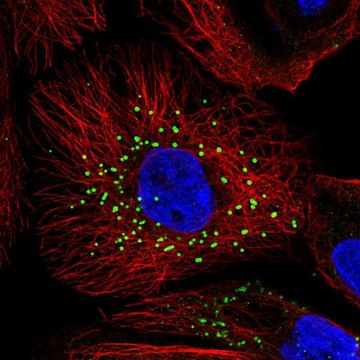 Anti-JAG2 antibody produced in rabbit Prestige Antibodies&#174; Powered by Atlas Antibodies, affinity isolated antibody