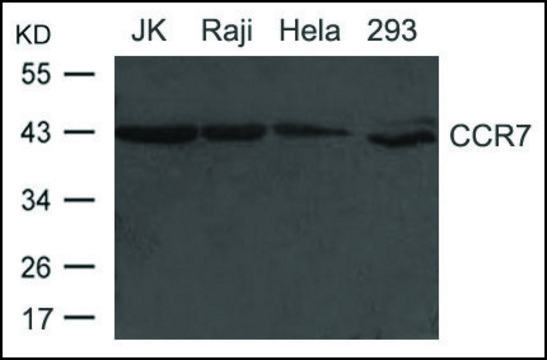 Anti-CCR7 antibody produced in rabbit affinity isolated antibody