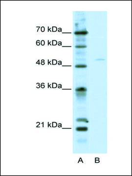 Anti-TFEB antibody produced in rabbit IgG fraction of antiserum