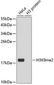 Anti-DiMethyl-Histone H3-K9 antibody produced in rabbit