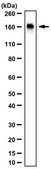 Anti-Capicua Antibody from rabbit, purified by affinity chromatography