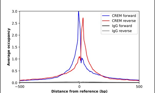 Anti-CREM antibody produced in rabbit Prestige Antibodies® Powered by Atlas Antibodies, affinity isolated antibody, buffered aqueous glycerol solution