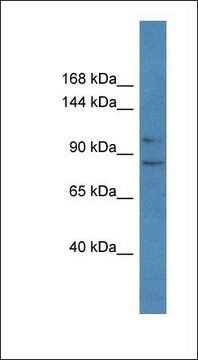 Anti-PCDH10 antibody produced in rabbit affinity isolated antibody