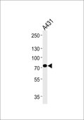 [KO Validated]Anti-HADHA antibody produced in rabbit [Knockout Validated],affinity isolated antibody, buffered aqueous solution