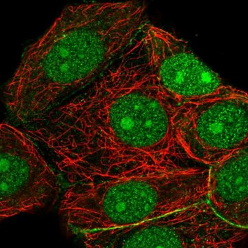 Anti-RRP7A antibody produced in rabbit Prestige Antibodies&#174; Powered by Atlas Antibodies, affinity isolated antibody