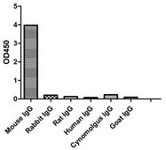 Alpaca Anti-Mouse IgG1(Fcγ) single domain Antibody recombinant Alpaca(VHH) Nano antibody