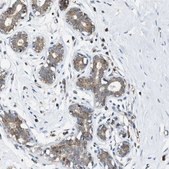 Anti-MRPS30 antibody produced in rabbit Prestige Antibodies® Powered by Atlas Antibodies, affinity isolated antibody, buffered aqueous glycerol solution