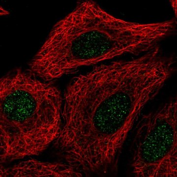 Anti-TMEM92 antibody produced in rabbit Prestige Antibodies&#174; Powered by Atlas Antibodies, affinity isolated antibody