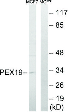 Anti-PEX19 antibody produced in rabbit affinity isolated antibody