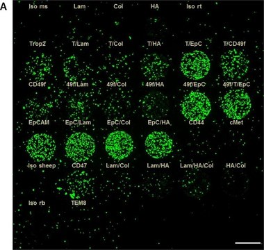 抗-CD44 兔抗 Prestige Antibodies&#174; Powered by Atlas Antibodies, affinity isolated antibody, buffered aqueous glycerol solution