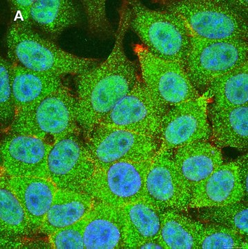 Anti-STAT1 (alpha &amp; beta) clone 3G14 ZooMAb&#174; Rabbit Monoclonal recombinant, expressed in HEK 293 cells