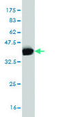 Monoclonal Anti-ERMAP antibody produced in mouse clone 6F8, purified immunoglobulin, buffered aqueous solution