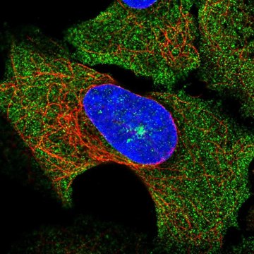 Anti-SOCS3 antibody produced in rabbit Prestige Antibodies&#174; Powered by Atlas Antibodies, affinity isolated antibody