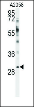 Anti-WBP2 (N-term) antibody produced in rabbit saturated ammonium sulfate (SAS) precipitated, buffered aqueous solution