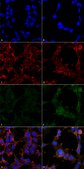 Monoclonal Anti-Hexanoyl-Lysine adduct-Allophycocyanin antibody produced in mouse clone 5D9