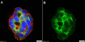 Anti-GSDMC Antibody, clone 2H7 ZooMAb® Rabbit Monoclonal recombinant, expressed in HEK 293 cells