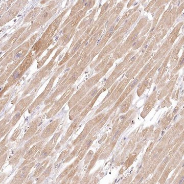 Anti-INPP4B antibody produced in rabbit Prestige Antibodies&#174; Powered by Atlas Antibodies, affinity isolated antibody, buffered aqueous glycerol solution