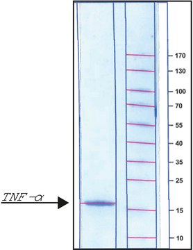 Tumor Necrosis Factor-&#945; from rat TNF-&#945;, recombinant, expressed in E. coli, powder, suitable for cell culture