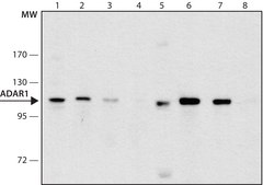 Anti-ADAR1 antibody produced in rabbit ~1.0 mg/mL, affinity isolated antibody