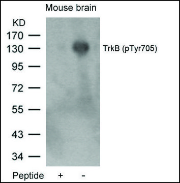 Anti-phospho-NTRK2 (pTyr705) antibody produced in rabbit affinity isolated antibody