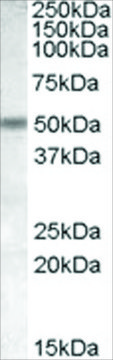 Anti-CHRNB3 antibody produced in goat affinity isolated antibody, buffered aqueous solution