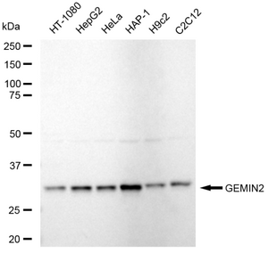 KD-Validated Anti GEMIN2 Antibody, clone 23GB5835, Rabbit Monoclonal clone 23GB5835, recombinant rabbit monoclonal, expressed in HEK293 cells