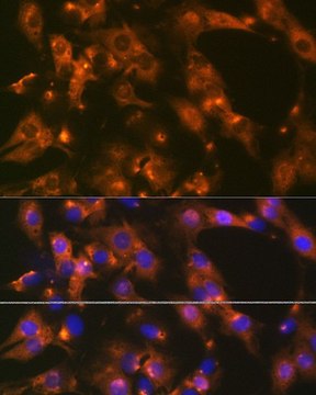 Anti-AP2A1 antibody produced in rabbit