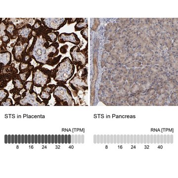 抗-STS 兔抗 Prestige Antibodies&#174; Powered by Atlas Antibodies, affinity isolated antibody, buffered aqueous glycerol solution