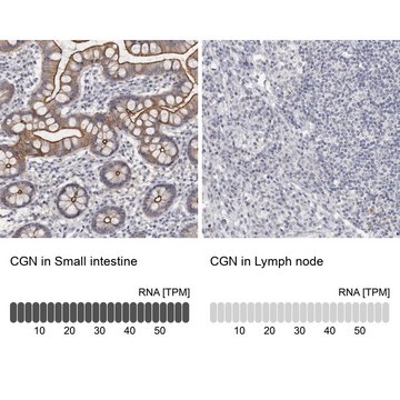 Anti-CGN antibody produced in rabbit Prestige Antibodies&#174; Powered by Atlas Antibodies, affinity isolated antibody, buffered aqueous glycerol solution, ab1