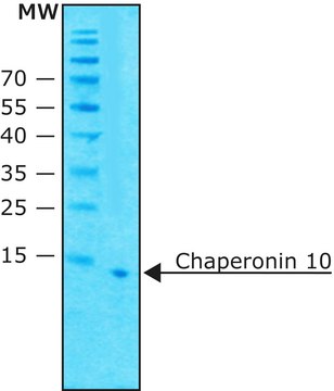 Chaperonin 10 from Escherichia coli &#8805;95.0% (SDS-PAGE), recombinant, expressed in E. coli overproducing strain, lyophilized powder