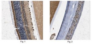 Anti-PRCD Antibody from rabbit, purified by affinity chromatography