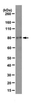 Anti-EZH2 Antibody, clone AE25 clone AE25, from mouse