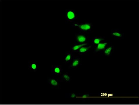 Monoclonal Anti-NR4A3 antibody produced in mouse clone 1E9, purified immunoglobulin, buffered aqueous solution