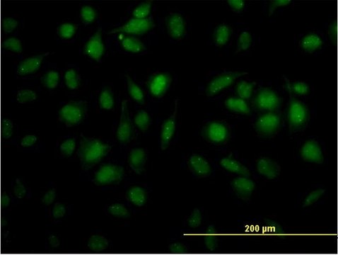 Monoclonal Anti-TOE1 antibody produced in mouse clone 1D4, purified immunoglobulin, buffered aqueous solution