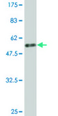 Monoclonal Anti-MIS12 antibody produced in mouse clone 1G3, purified immunoglobulin, buffered aqueous solution