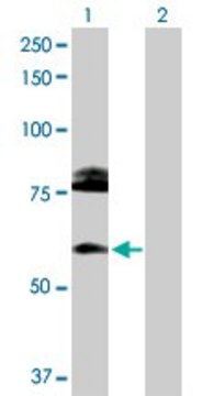 Anti-CREB3L1 antibody produced in rabbit purified immunoglobulin, buffered aqueous solution