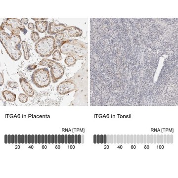 Anti-ITGA6 antibody produced in rabbit Prestige Antibodies&#174; Powered by Atlas Antibodies, affinity isolated antibody, buffered aqueous glycerol solution