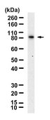 Anti-DDX4 Antibody, clone 1J11 ZooMAb® Rabbit Monoclonal recombinant, expressed in HEK 293 cells