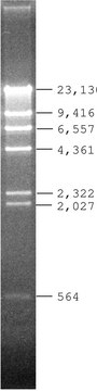 Lambda DNA Hind III Digest for DNA electrophoresis