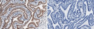 Anti-PCIF1 Antibody, clone 1E21 ZooMAb® Rabbit Monoclonal recombinant, expressed in HEK 293 cells