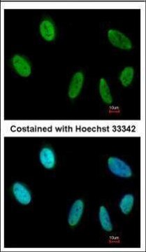 Monoclonal Anti-SAFB antibody produced in mouse