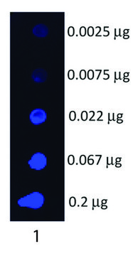 Anti-Swine IgG (H+L)-Fluorescein antibody produced in goat affinity isolated antibody, lyophilized powder