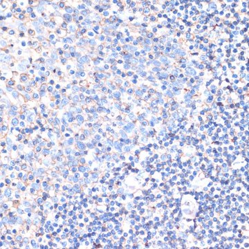 Anti-CD44 antibody produced in rabbit