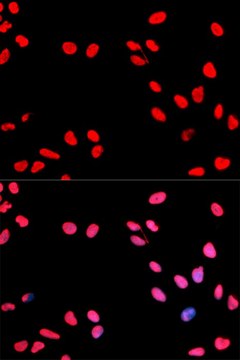 Anti-Phospho-CCNE1-T395 antibody produced in rabbit